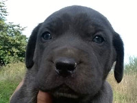 cucciolo di cane corso nero 